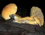Chroogomphus tomentosus image