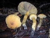 Chroogomphus tomentosus image