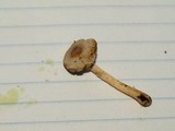 Agaricus diminutivus image
