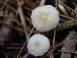 Marasmius calhouniae image