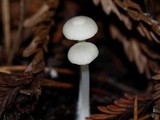 Marasmius calhouniae image