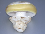 Amanita vernicoccora image