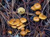 Xeromphalina cauticinalis image
