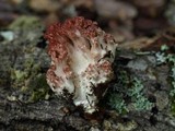 Ramaria botrytis image