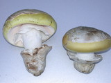 Amanita vernicoccora image