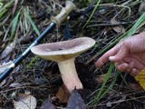 Russula olivacea image