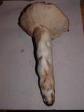 Russula fragrantissima image