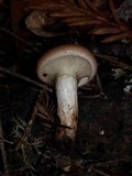 Gomphidius subroseus image