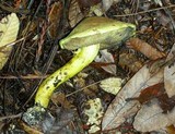 Pulveroboletus ravenelii image