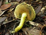 Pulveroboletus ravenelii image