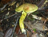 Pulveroboletus ravenelii image
