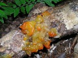 Tremella rubromaculata image