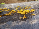 Dacryopinax spathularia image