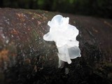 Tremella fuciformis image