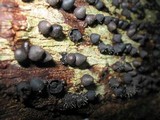 Phylacia poculiformis image