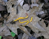 Clavulinopsis laeticolor image