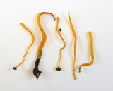 Clavulinopsis laeticolor image