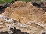 Earliella scabrosa image