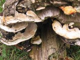 Earliella scabrosa image