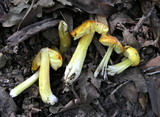 Hygrocybe acutoconica image