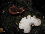 Polyporus dictyopus image