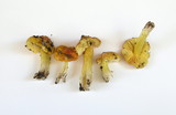 Hygrocybe acutoconica image
