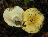 Lactarius scrobiculatus var. canadensis image