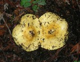 Lactarius scrobiculatus image