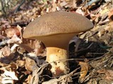 Polyporus radicatus image