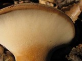 Polyporus radicatus image
