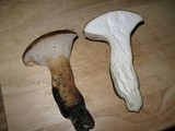 Polyporus radicatus image