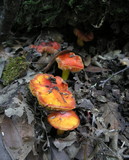 Hygrocybe punicea image