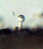 Inocybe cincinnata image