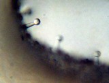 Inocybe cincinnata image