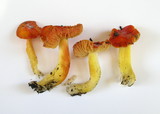 Hygrocybe punicea image