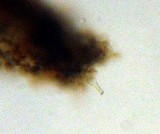 Inocybe cincinnata image