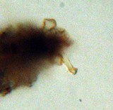 Inocybe cincinnata image