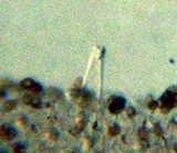 Inocybe cincinnata image