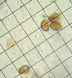 Inocybe cincinnata image