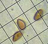 Inocybe cincinnata image
