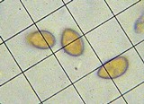 Inocybe cincinnata image