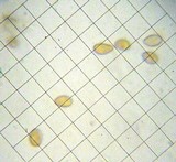 Inocybe cincinnata image