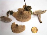 Clitocybe rivulosa image