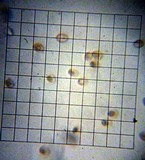 Pluteus nanus image