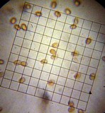 Pluteus nanus image