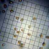 Pluteus nanus image