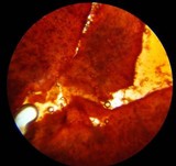 Mycena alcalina image