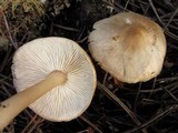 Rhodocollybia butyracea image