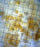 Gymnopilus sapineus image