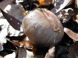 Cortinarius pinguis image